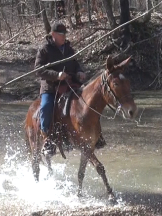 gaited mule